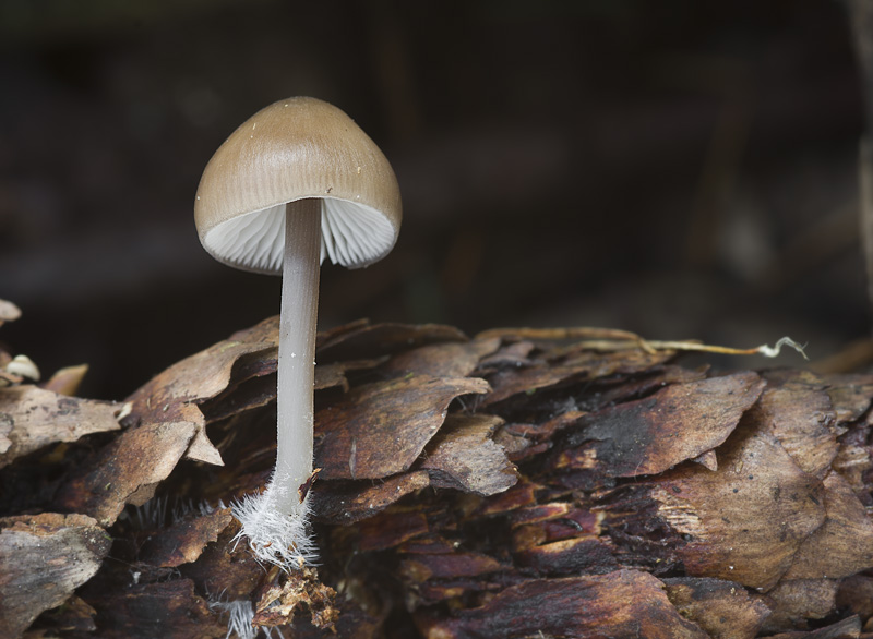 Mycena strobilicola